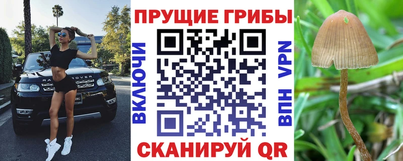 блэк спрут рабочий сайт  Черноголовка  Псилоцибиновые грибы Psilocybine cubensis 
